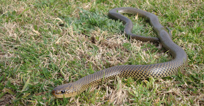 Culebra parda Liophis miliaris