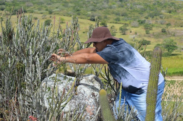 A SERRA DO JACU E A VEGETAÇÃO ORIUNDA DE OUTROS CONTINENTES