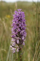 Southern Marsh-orchid