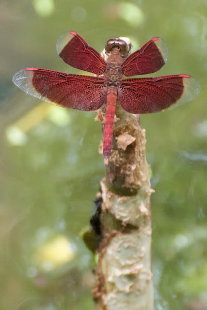 Neurothemis cf ramburii