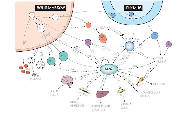 The Cytokine Network, B lymphocytes, Natural killer, Microbial killing, Inflammation, Leucocyte migration, Cytokines in therapy