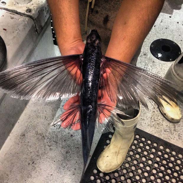 Flying Fish (Parexocoetus Brachypterus) - 28 Awe Inspiring Photos That Prove Just How Cool Mother Nature Is