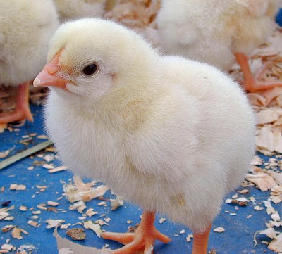 baby chicks pictures. Chicks