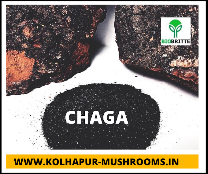 Buy high quality chaga mushrooms from Biobritte Cart