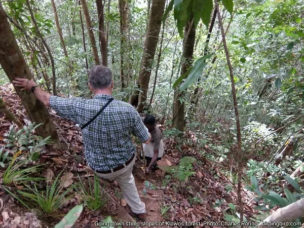 Hiking and birding as well as wildlife watching in West Papua