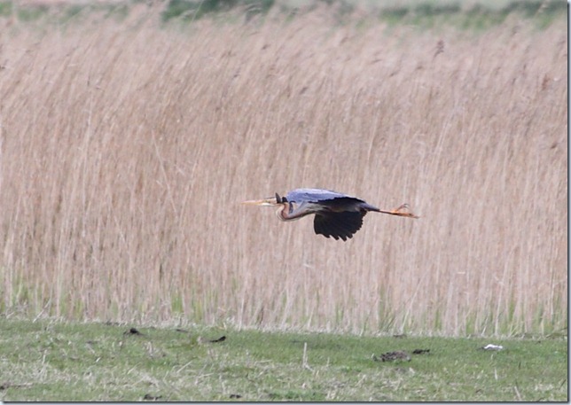 purple heron2