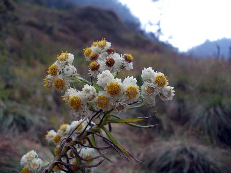 Koleksi Cemerlang Bunga Edelweis Di Gunung Salak