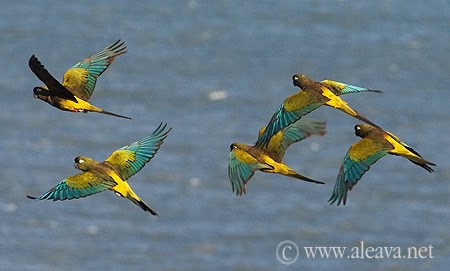 Loros barranqueros aves de Patagonia Argentina