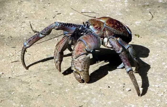 Coconut crab (Birgus latro)