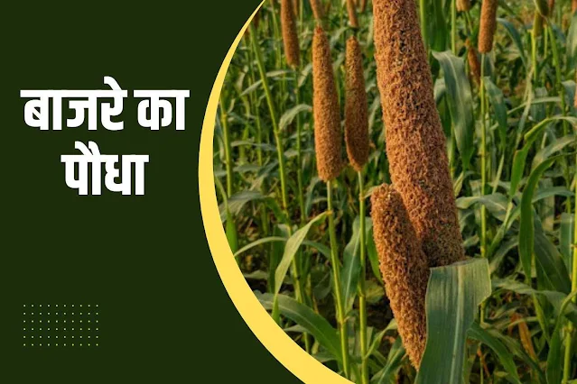 Bajara/Pearl millet plant in Hindi