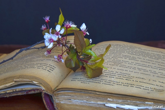 hoa sắc tím và trắng bên cuốn sách cũ