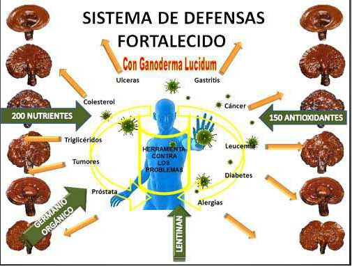 Beneficios del Reishi