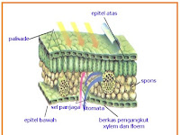 SOAL BIOLOGI BAB 1 - 2 KELAS X 2016