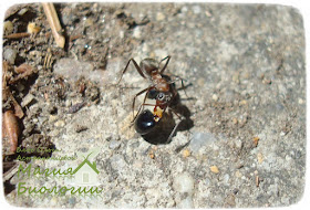мирмекохория-мирмекофилия-муравьи-семена