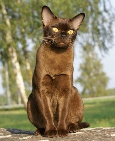 Top 5 Cute Cat Breeds For Families