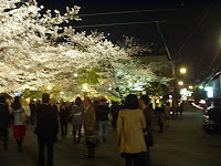 京都・祇園白川の夜桜 - バイクツーリングブログ