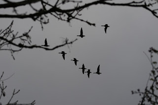 Brent Geese