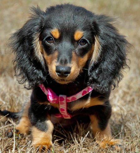 Cute Dogs: Miniature Dachshund Dog