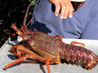 crayfish wallpaper shrimp menu food