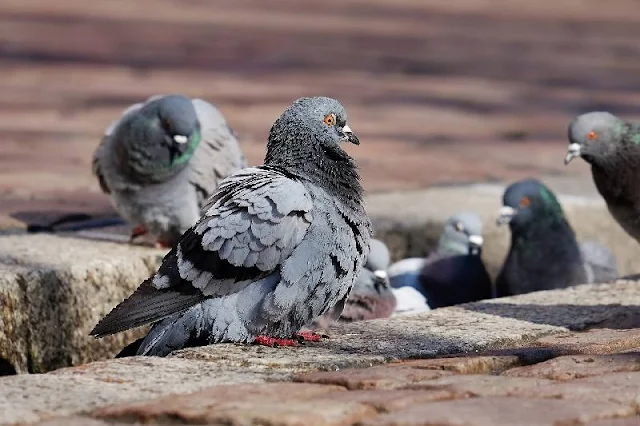 La inteligencia de las palomas rivalizan con las IA más avanzadas