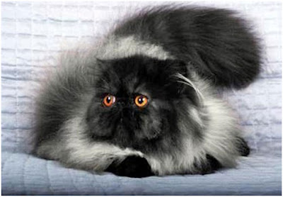 Black Persian Cat