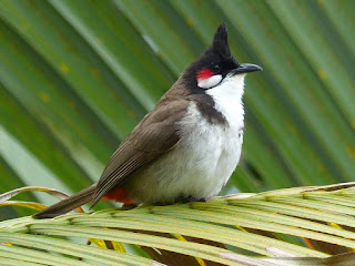 Bulbul orphée - Condé - Merle Maurice - Pycnonotus jocosus 