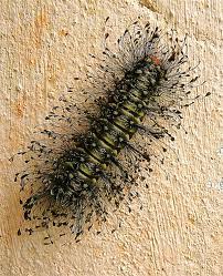 As lagartas peludas são conhecidas também como lagarta-de-fogo, taturana, bicho-que-queima, bicho-cabeludo, mandruvá e outros nomes.  São insetos em fase de larva, que se transformarão em mariposas ou borboletas.