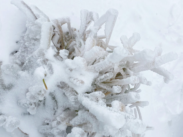 合歡山賞雪