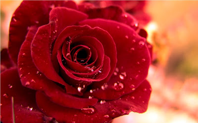 Red Roses Flowers Pictures