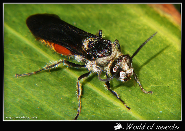 silver black wasp picture