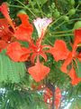 Gulmohar | delonix regia  flower image