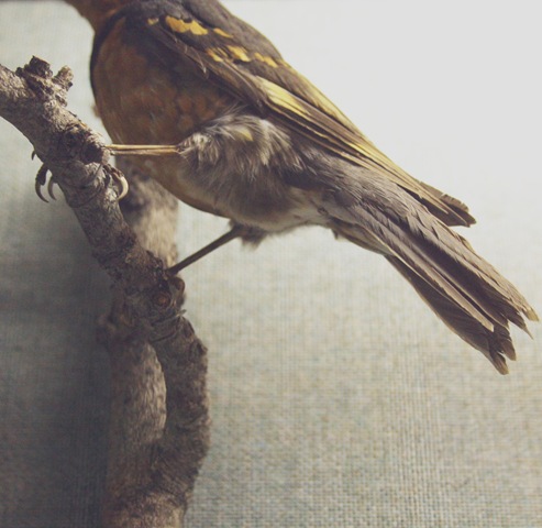 RIP bird