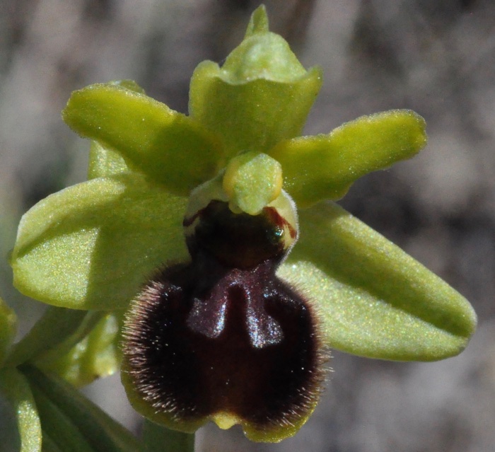 découverte de l'ophrys petite araignée