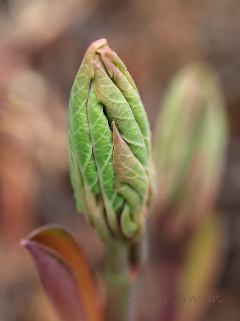 Paeonia obovata