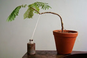 cara menanam bonsai serut