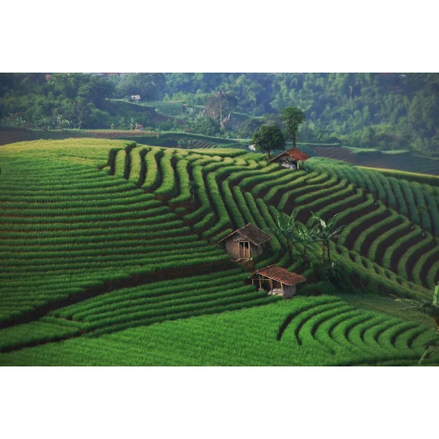 foto pemandangan sawah terasering bukit panyaweuyan majalengka