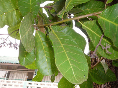 Листья Anacardium occidentale