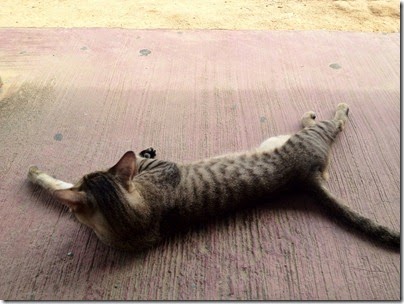 Bus Waiting X Catty Purring: Sunday Lazing
