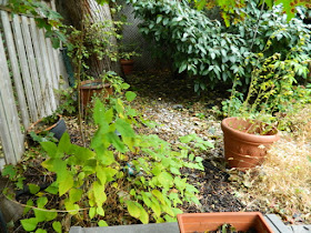 Toronto Upper Beaches Fall Cleanup Before by Paul Jung Gardening Services--a Toronto Organic Gardening Company