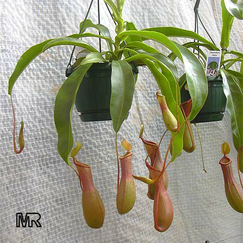  Nepenthes 