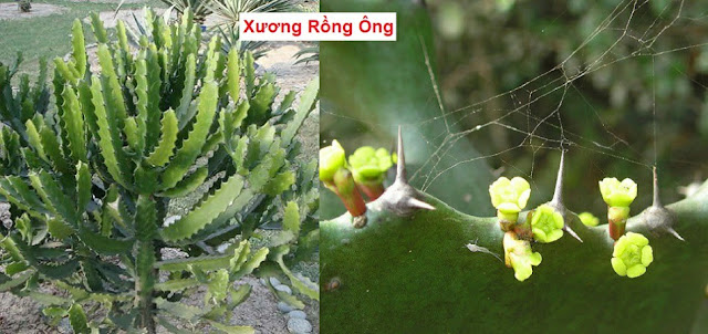 CÂY THUỐC TRỊ BỆNH THÔNG DỤNG - XƯƠNG RỒNG ÔNG