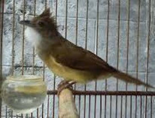  Burung Cucak Jenggot