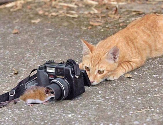 Kumpulan Gambar Kucing Lucu dan Imut