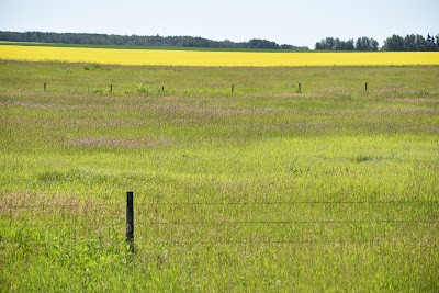 Alberta fields.