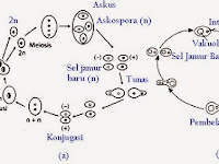 Cara Hidup Jamur Zygomycota