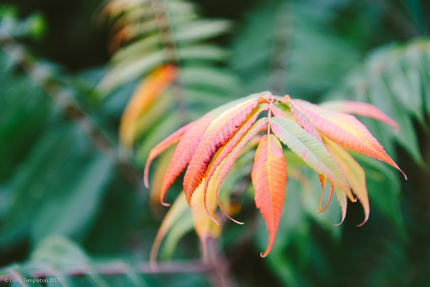 Portland, Maine USA September 2017 photo by Corey Templeton. Some late summer plants at Portland's Capisic Pond Park.