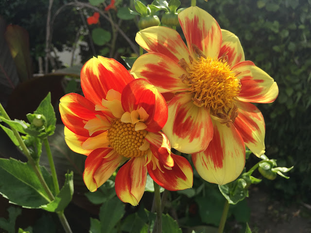 Dahlia Pooh