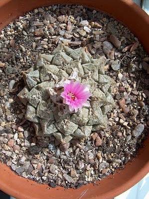 Flowering Ariocarpus fissuratus