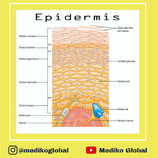 LAPISAN EPIDERMIS