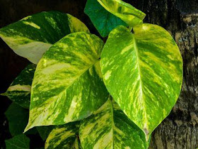 Epipremnum aureum